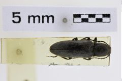 Foto (Dorsalansicht) von Hemicrepidius schneideri (NHMW-ZOO-COL-0008957)